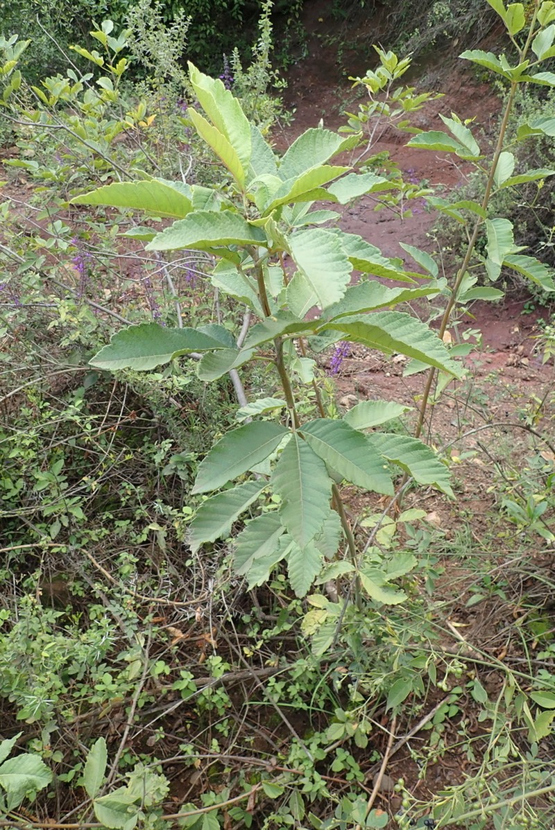 Allophylus rubifolius photo 4