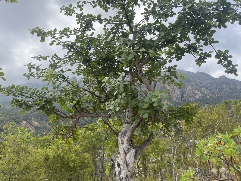 Allophylus rubifolius photo 5