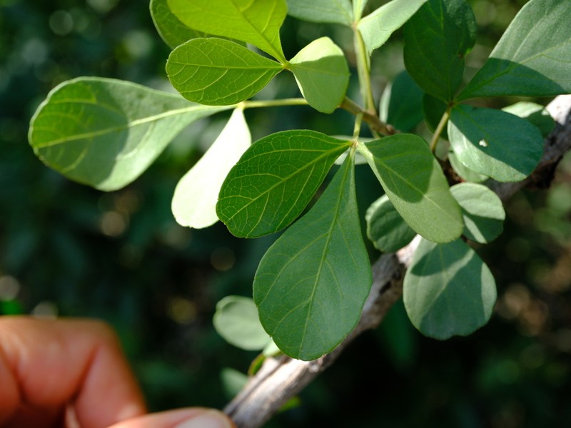 Allophylus rubifolius photo 6