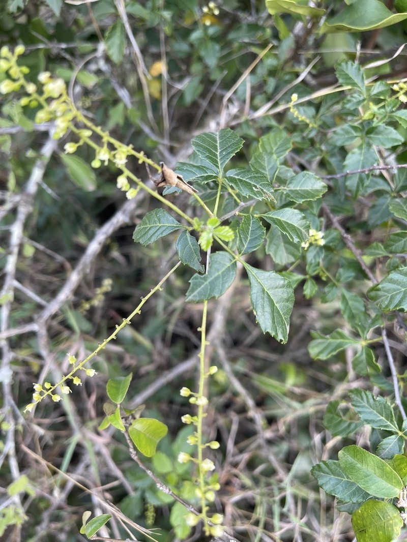 Allophylus rubifolius photo 7