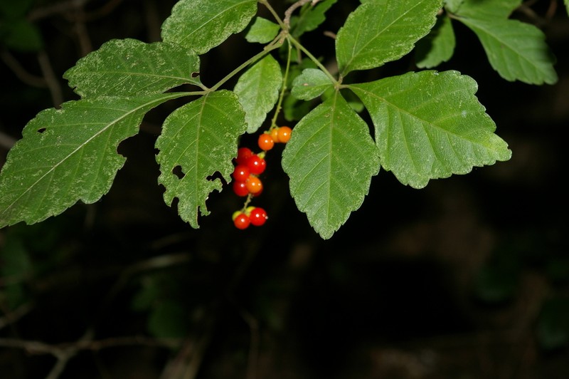 Allophylus rubifolius photo 8