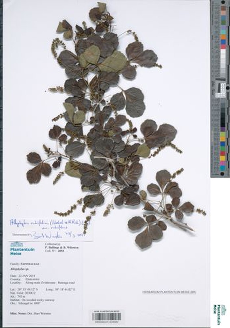 Allophylus rubifolius var. rubifolius