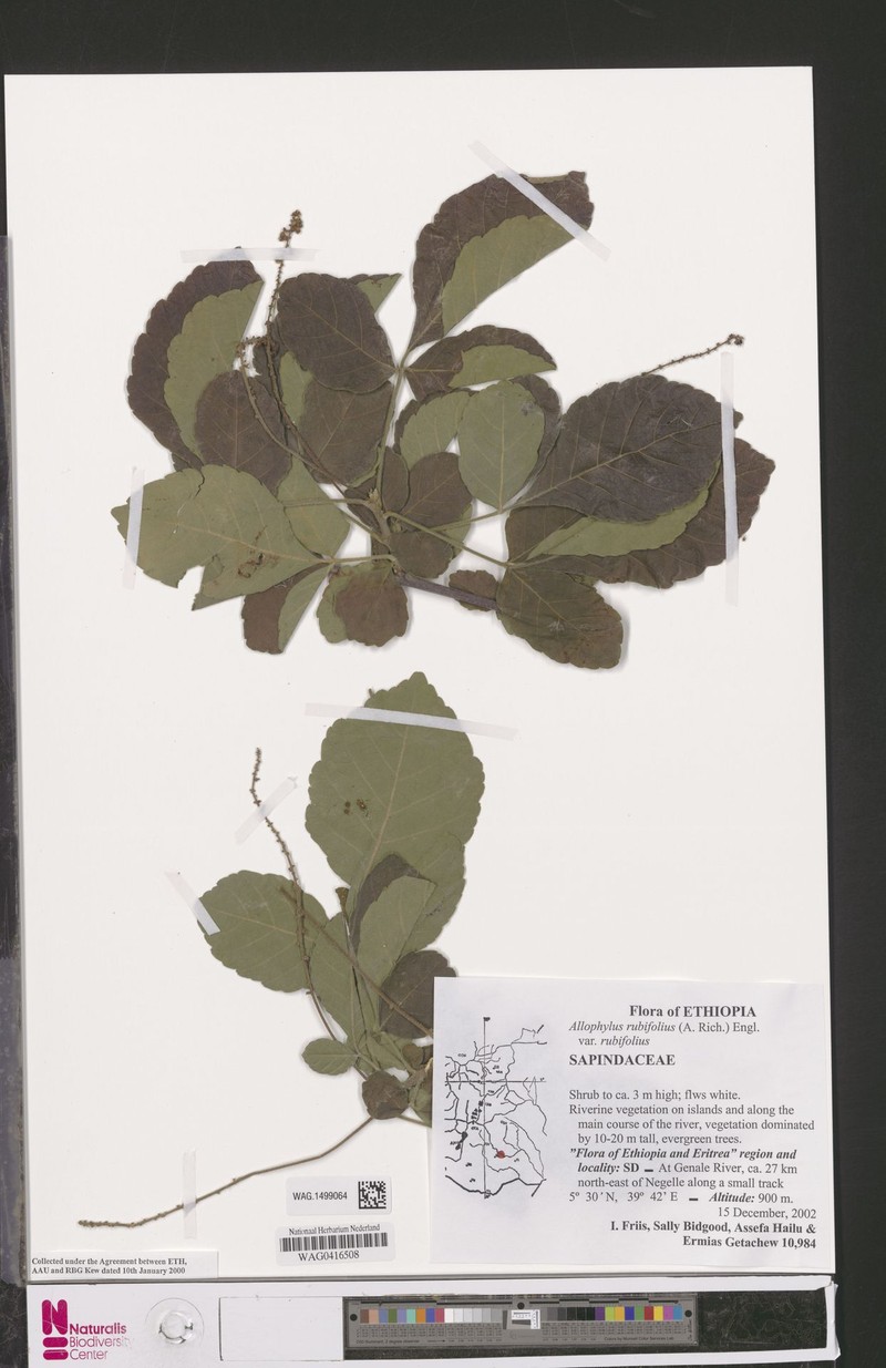 Allophylus rubifolius var. rubifolius photo 2