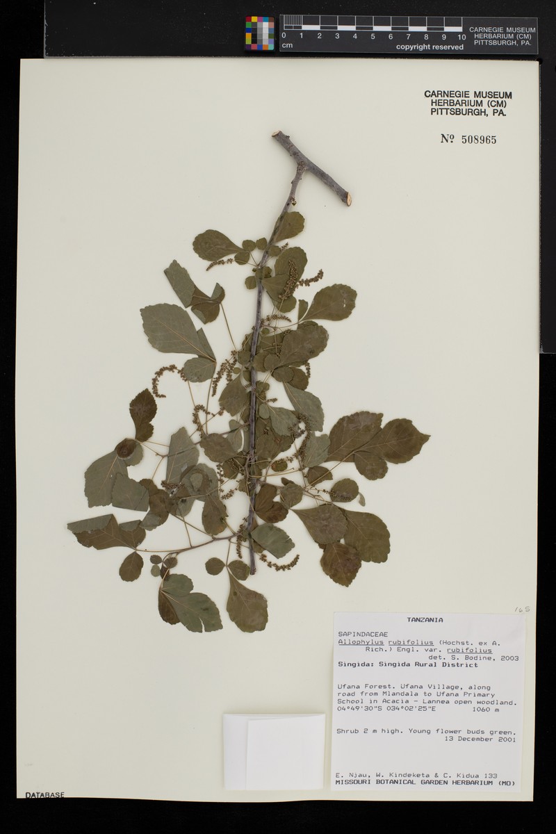 Allophylus rubifolius var. rubifolius photo 3