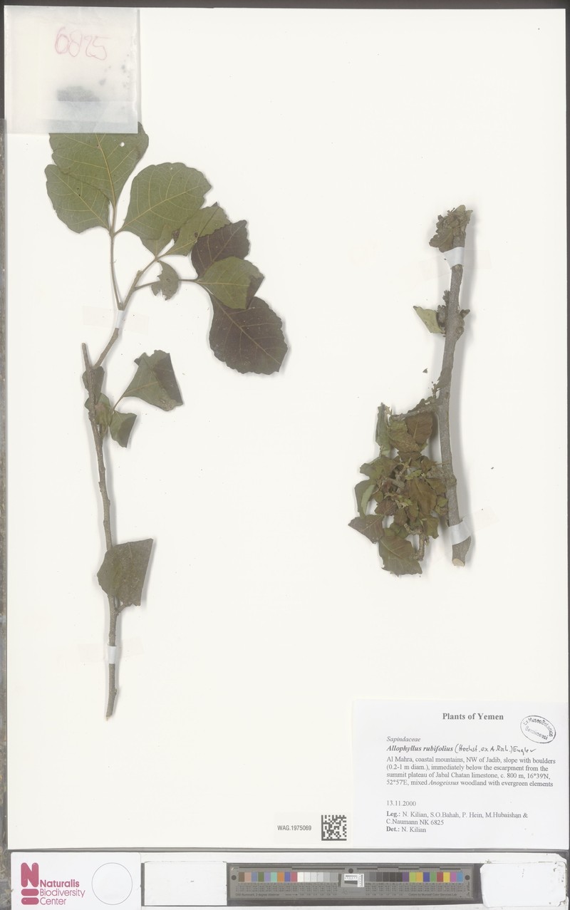 Allophylus rubifolius var. rubifolius photo 4