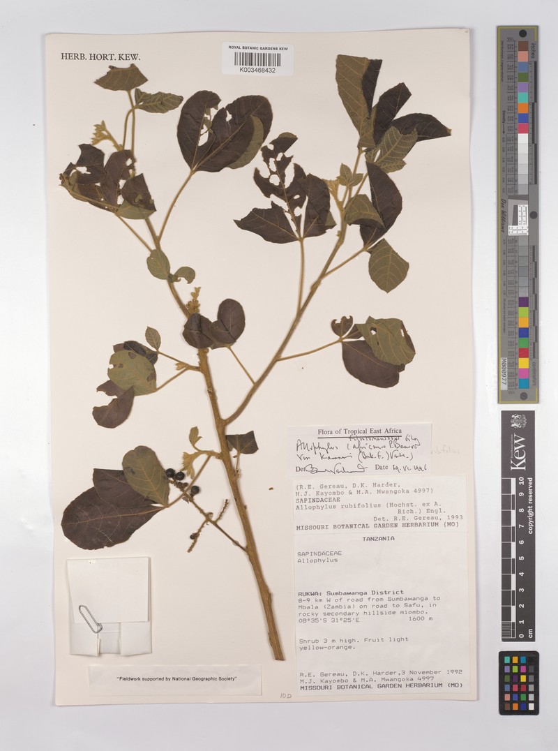 Allophylus rutete photo 2
