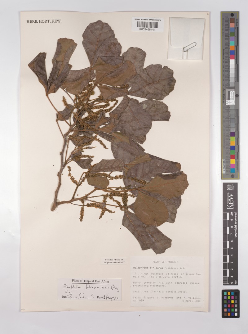 Allophylus rutete photo 3