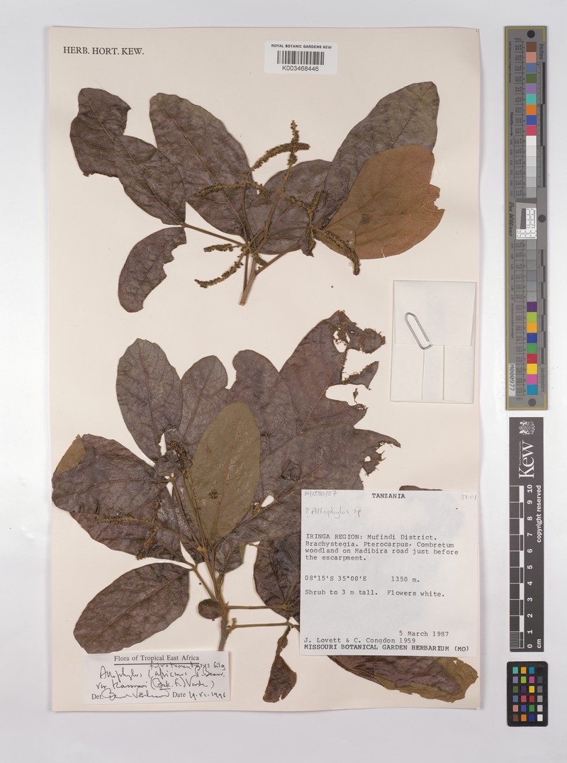 Allophylus rutete photo 4