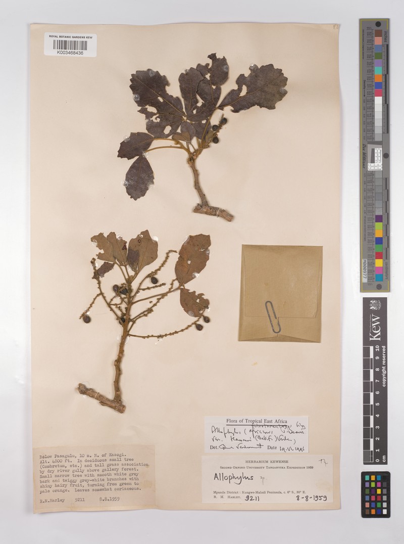 Allophylus rutete photo 5