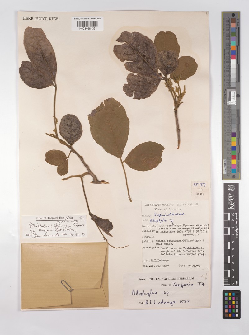 Allophylus rutete photo 6