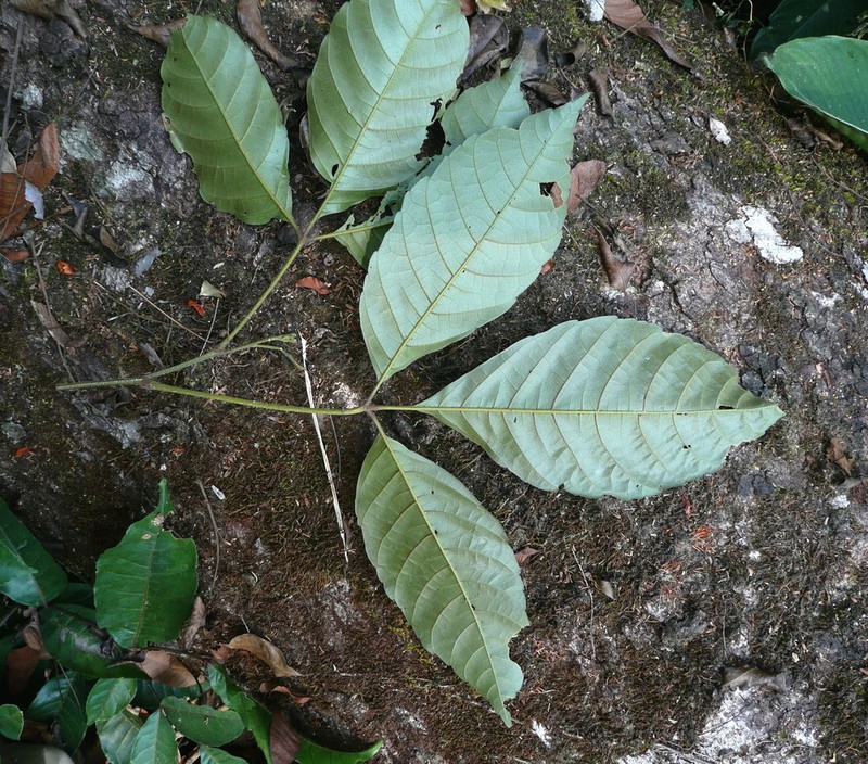 Allophylus samoritourei