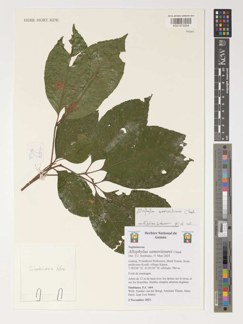 Allophylus samoritourei photo 3