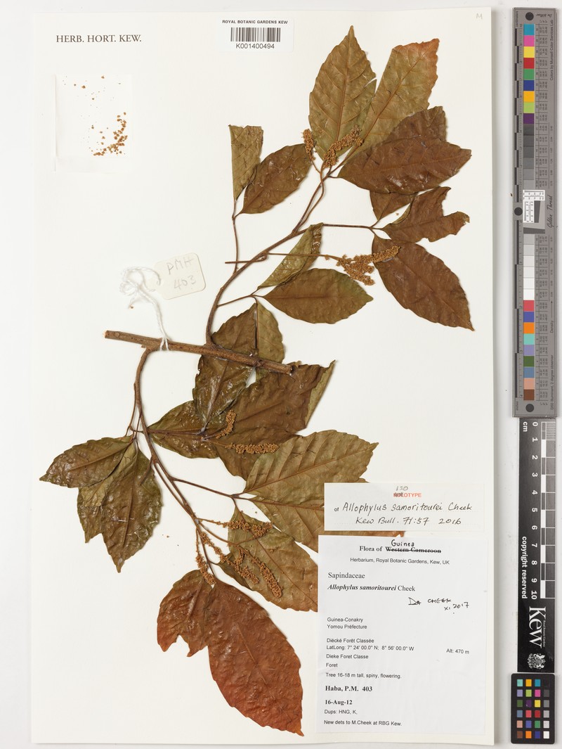 Allophylus samoritourei photo 4