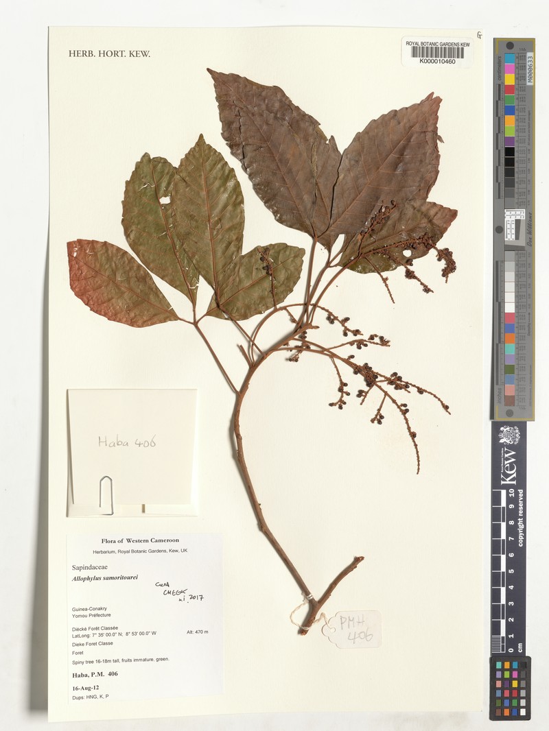 Allophylus samoritourei photo 5