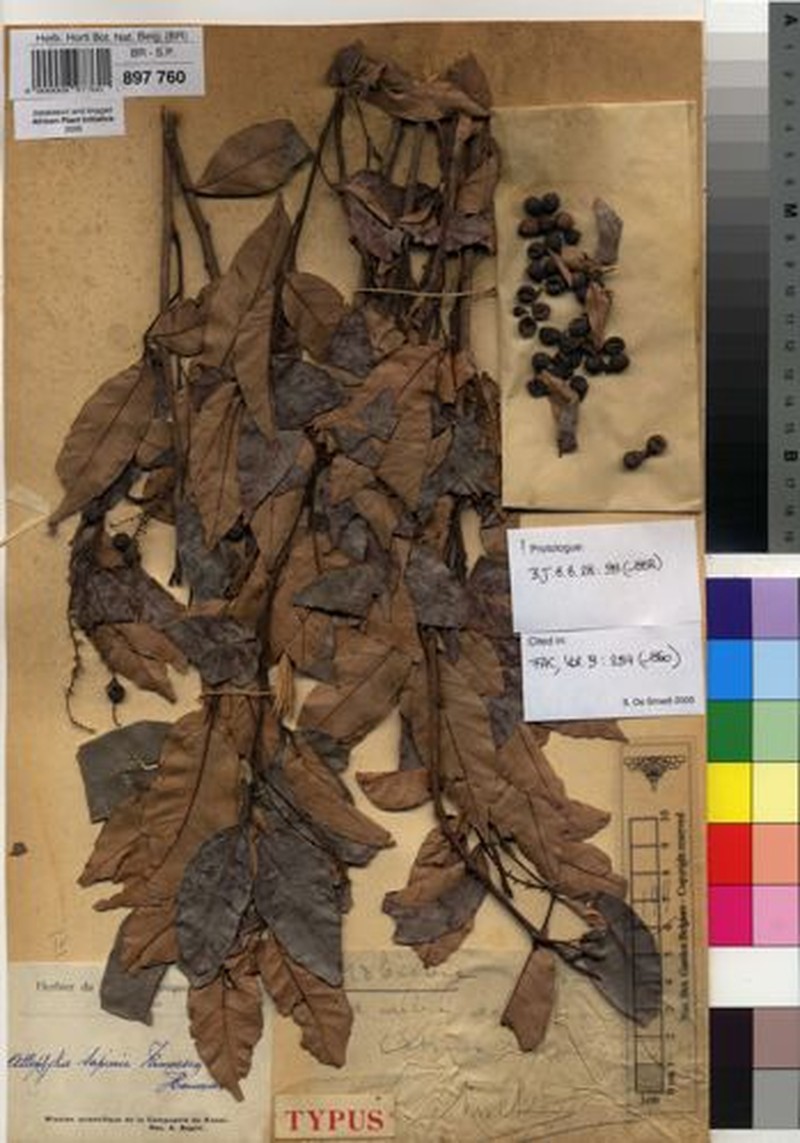 Allophylus sapinii photo 2