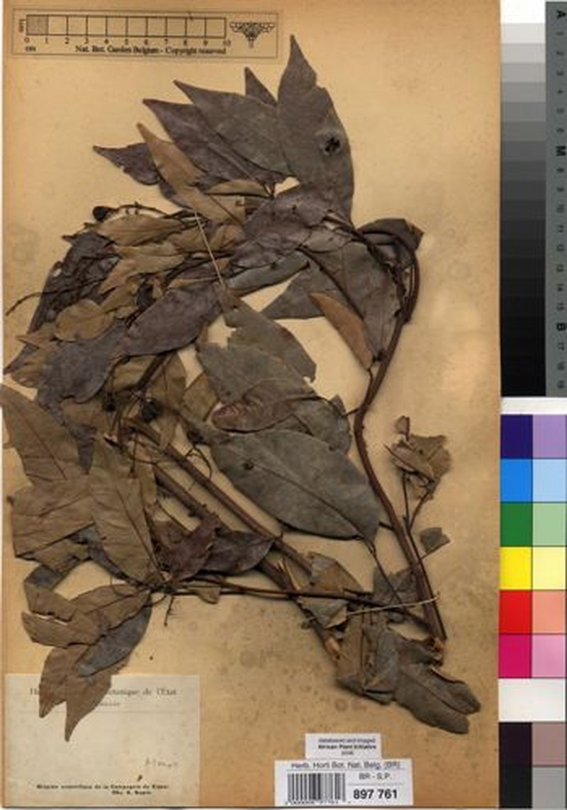 Allophylus sapinii photo 3