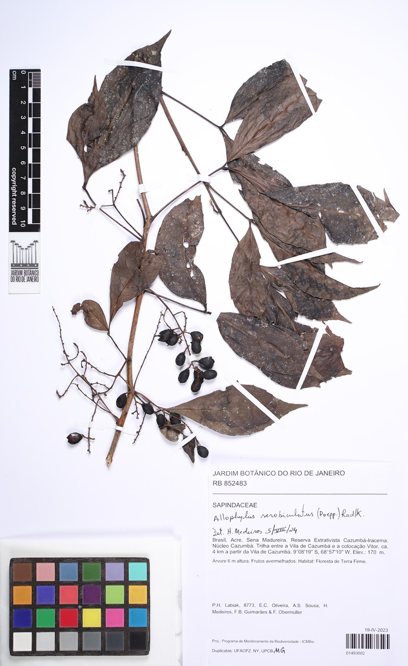 Allophylus scrobiculatus
