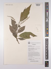 Allophylus sechellensis