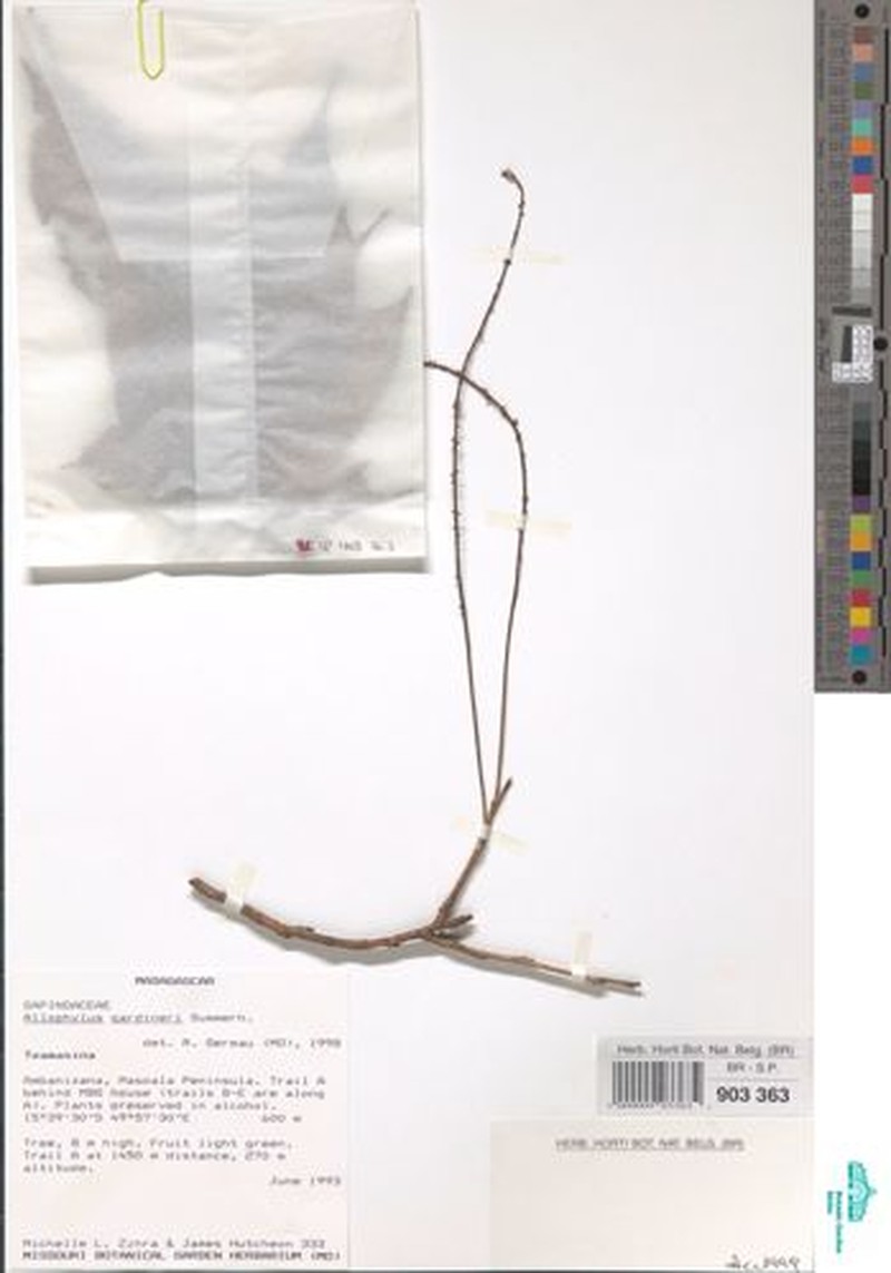 Allophylus sechellensis photo 2