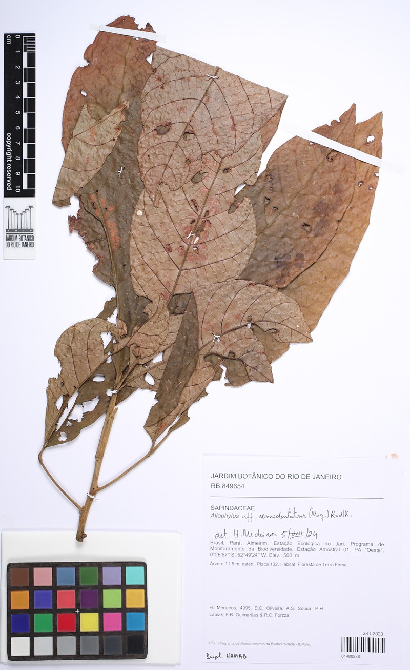Allophylus semidentatus photo 4