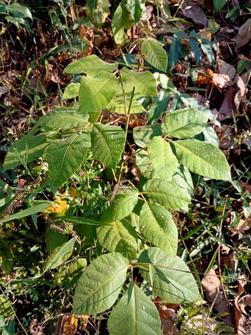 Allophylus serratus