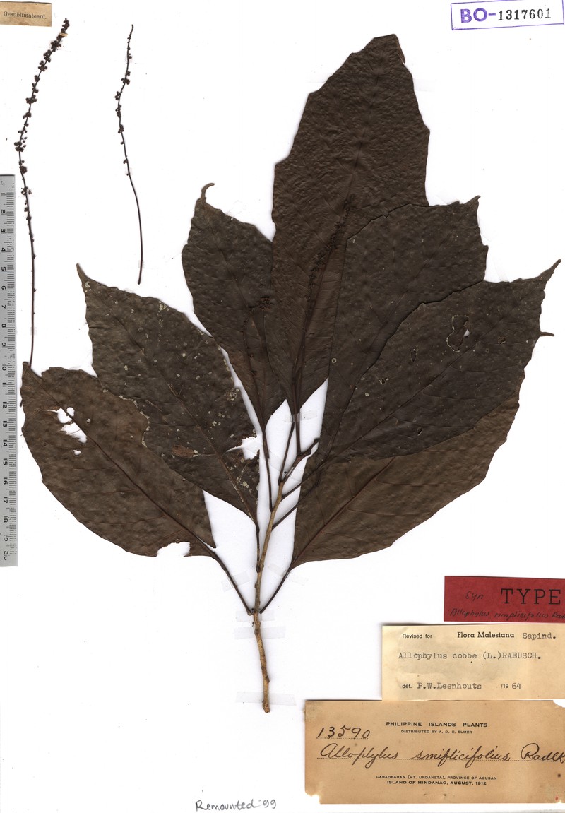 Allophylus simplicifolius