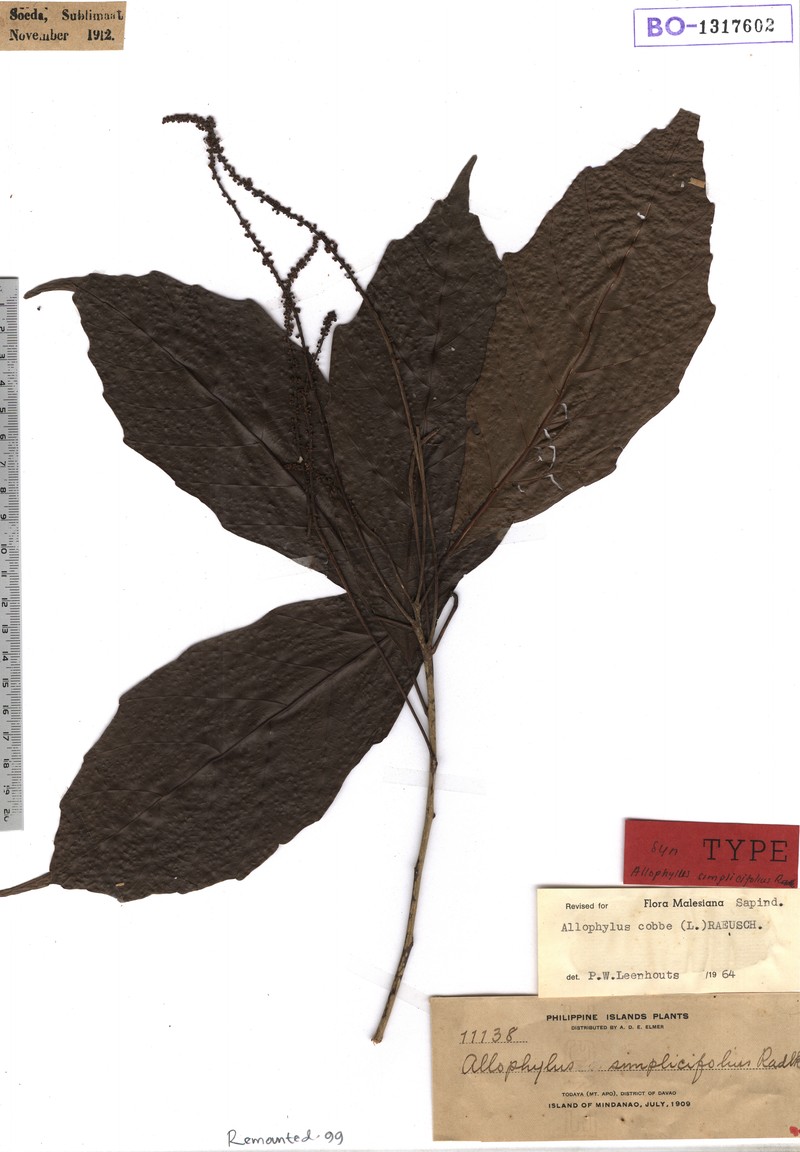 Allophylus simplicifolius photo 2