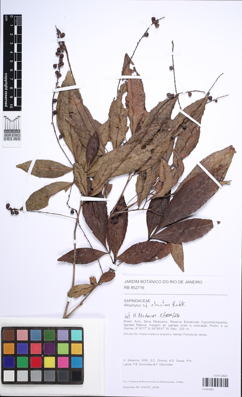 Allophylus strictus