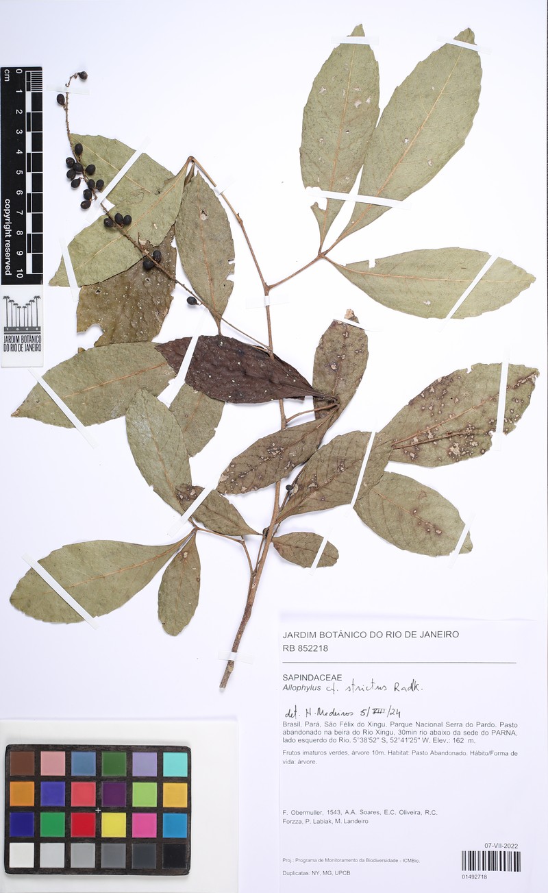 Allophylus strictus photo 2