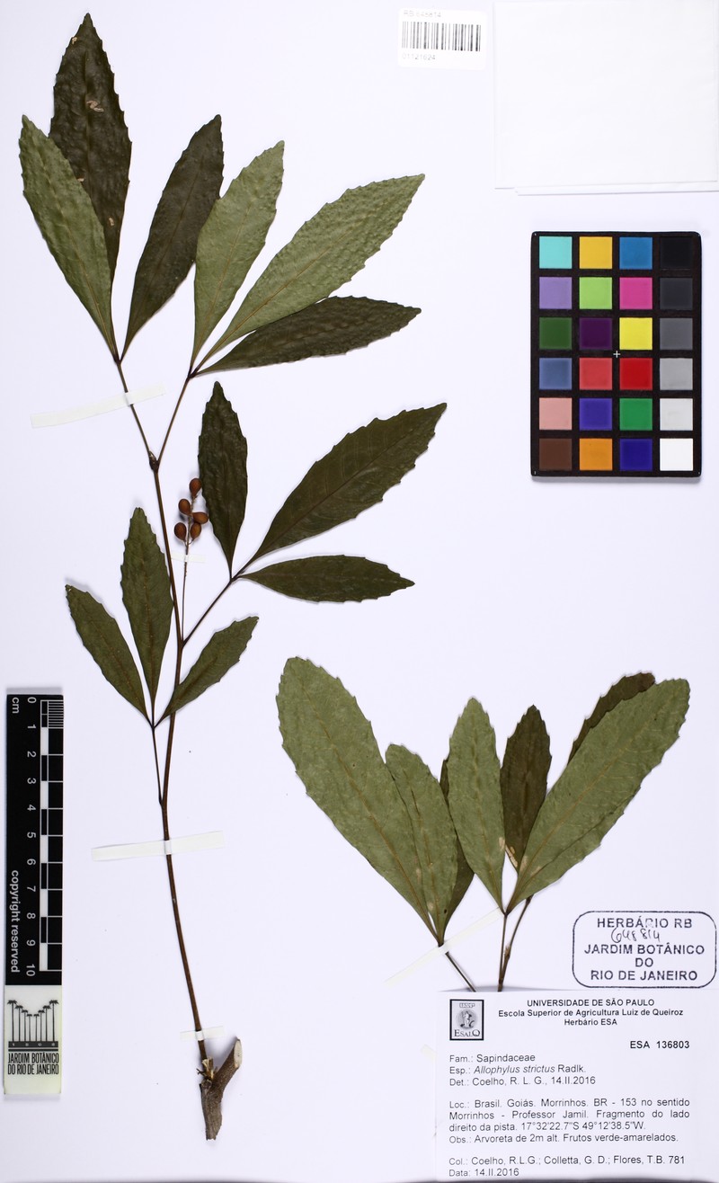 Allophylus strictus photo 3