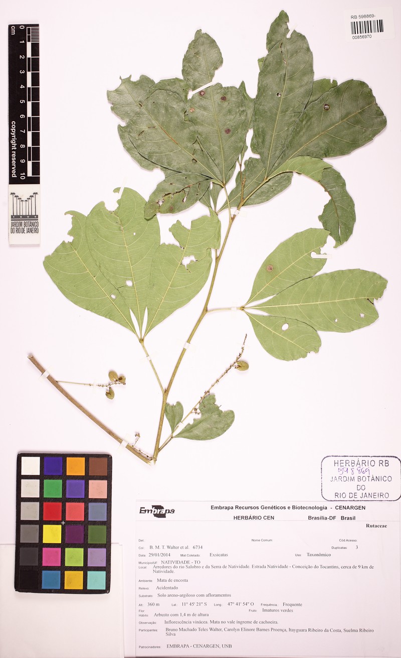 Allophylus strictus photo 4