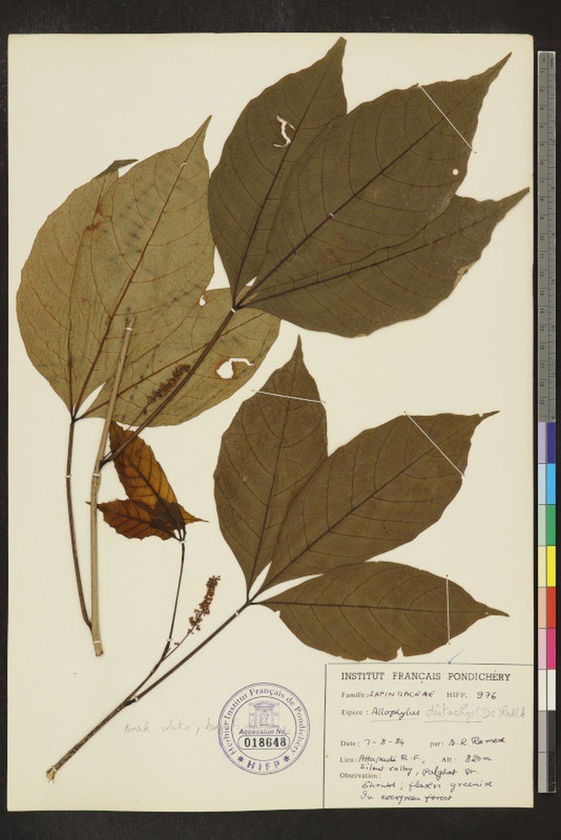 Allophylus subfalcatus