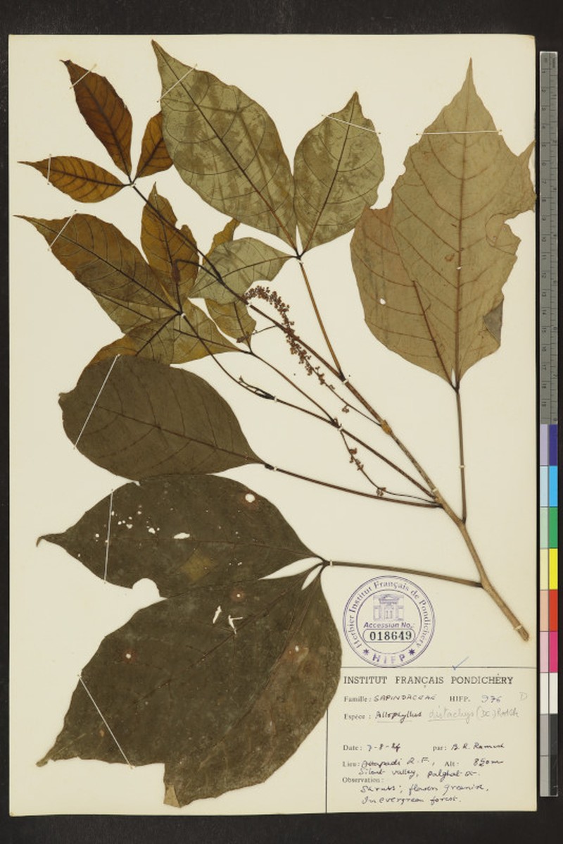 Allophylus subfalcatus photo 2
