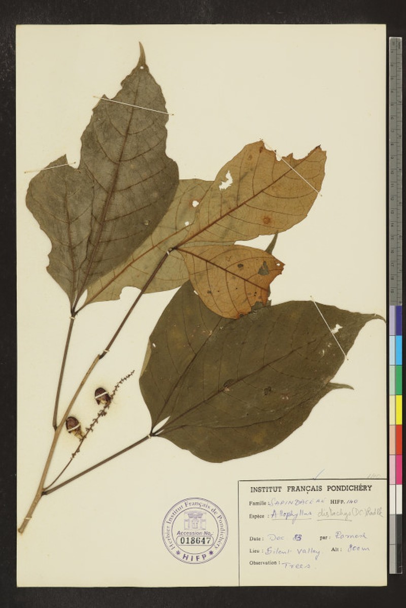 Allophylus subfalcatus photo 3