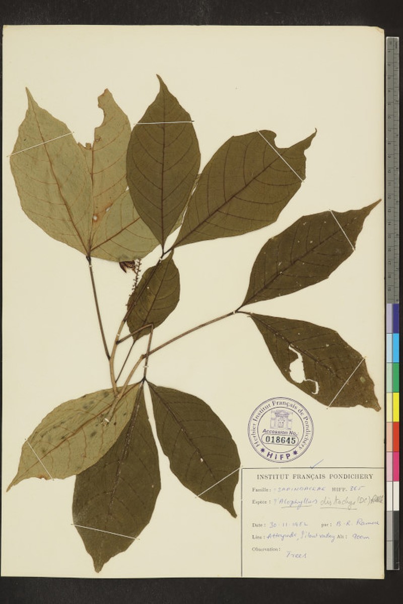 Allophylus subfalcatus photo 4