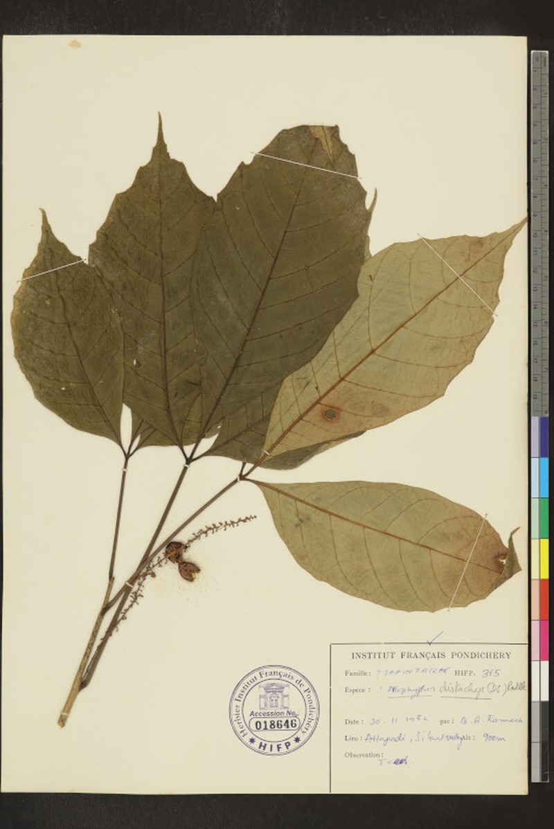 Allophylus subfalcatus photo 5