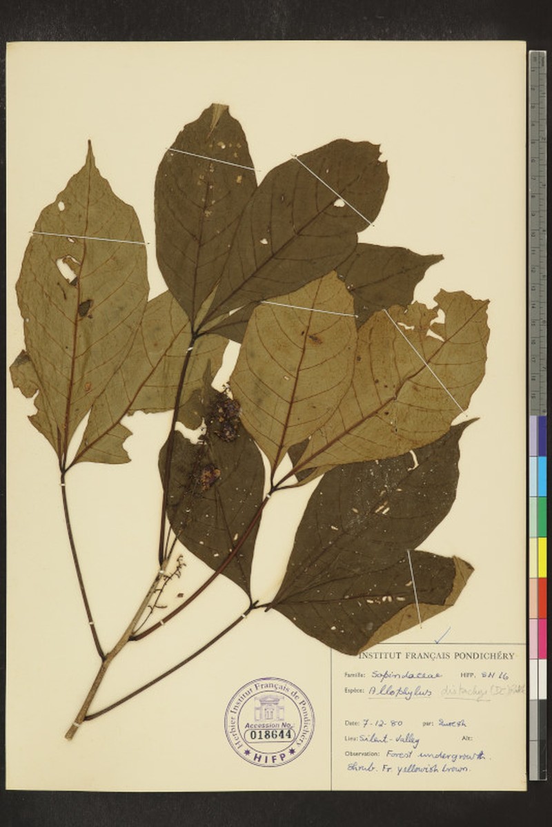Allophylus subfalcatus photo 6