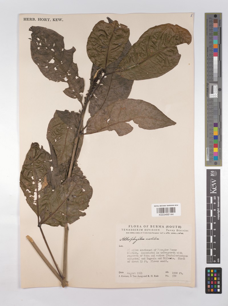 Allophylus subfalcatus photo 7
