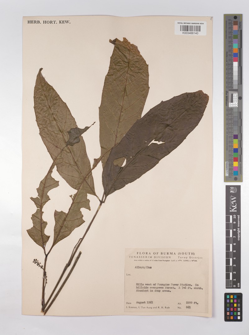 Allophylus subfalcatus photo 8