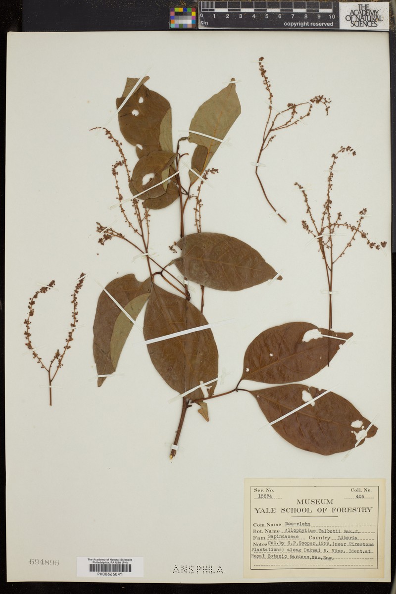 Allophylus talbotii photo 2