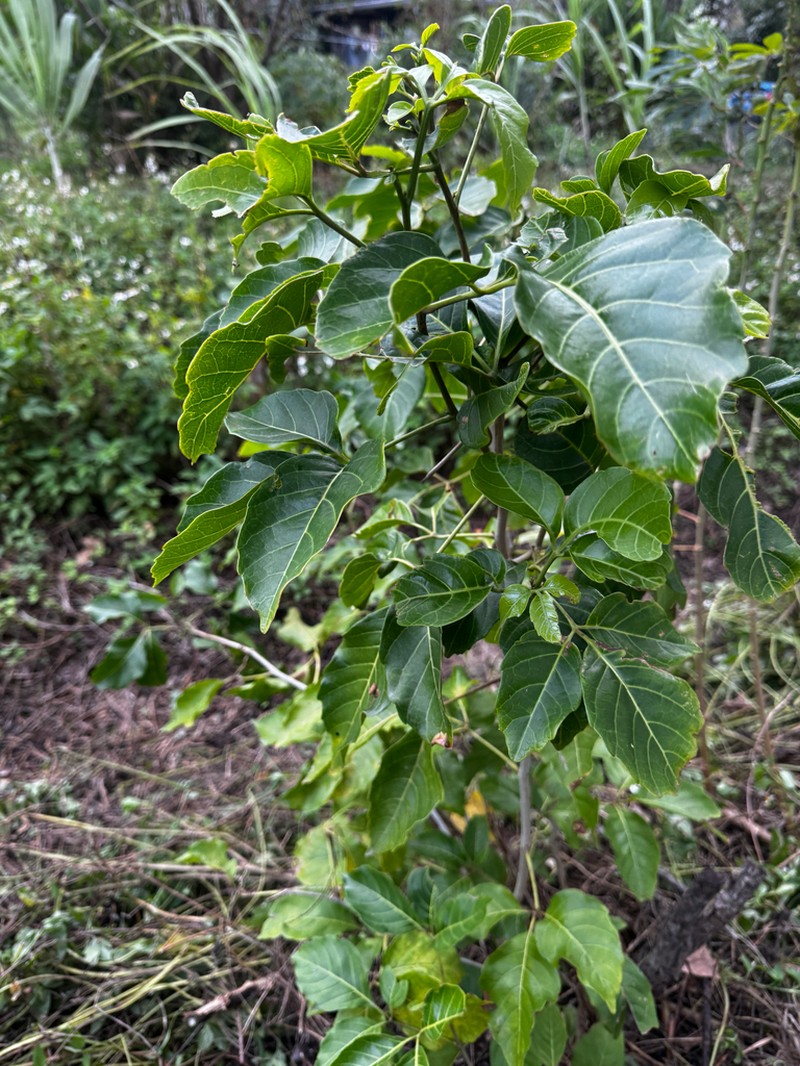 Timor Allophylus photo 2