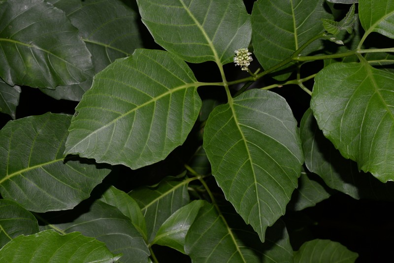 Timor Allophylus photo 5