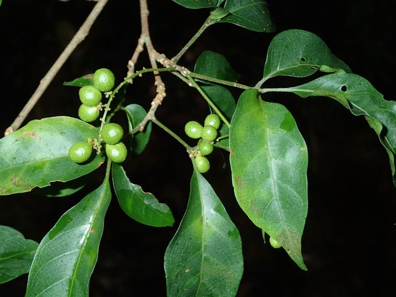 Allophylus trichodesmus photo 2