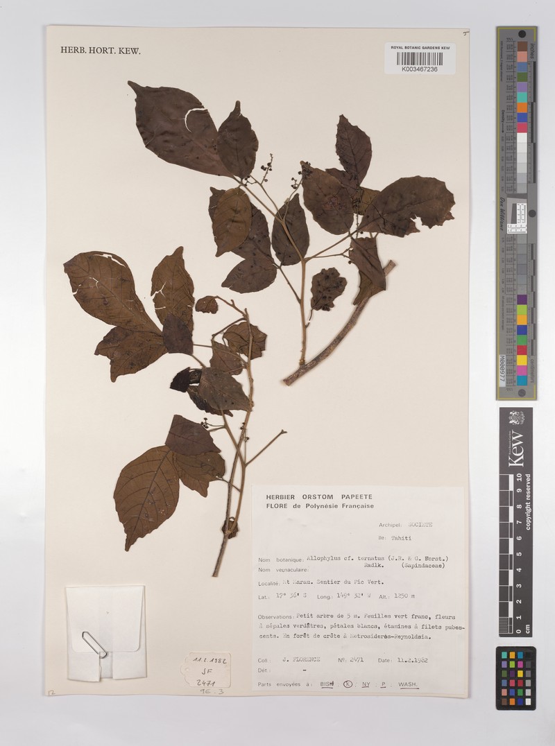 Allophylus ternatus