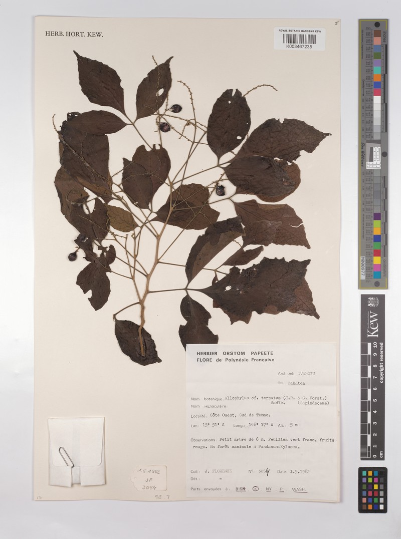 Allophylus ternatus photo 2