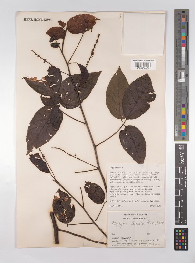 Allophylus ternatus photo 3