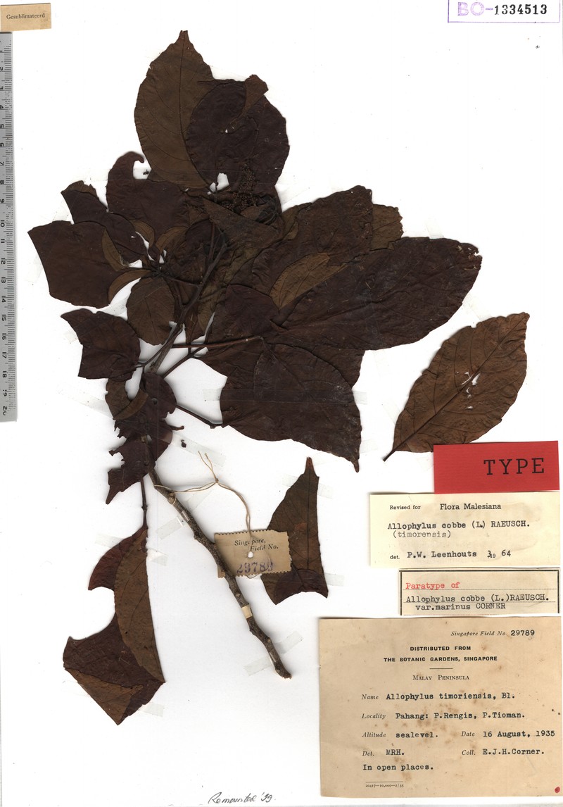 Allophylus ternatus photo 4