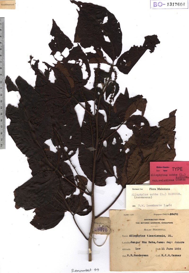 Allophylus ternatus photo 5