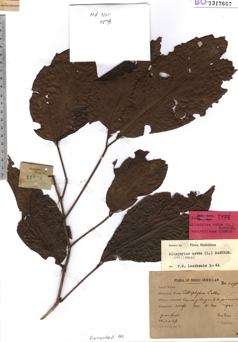 Allophylus ternatus photo 6