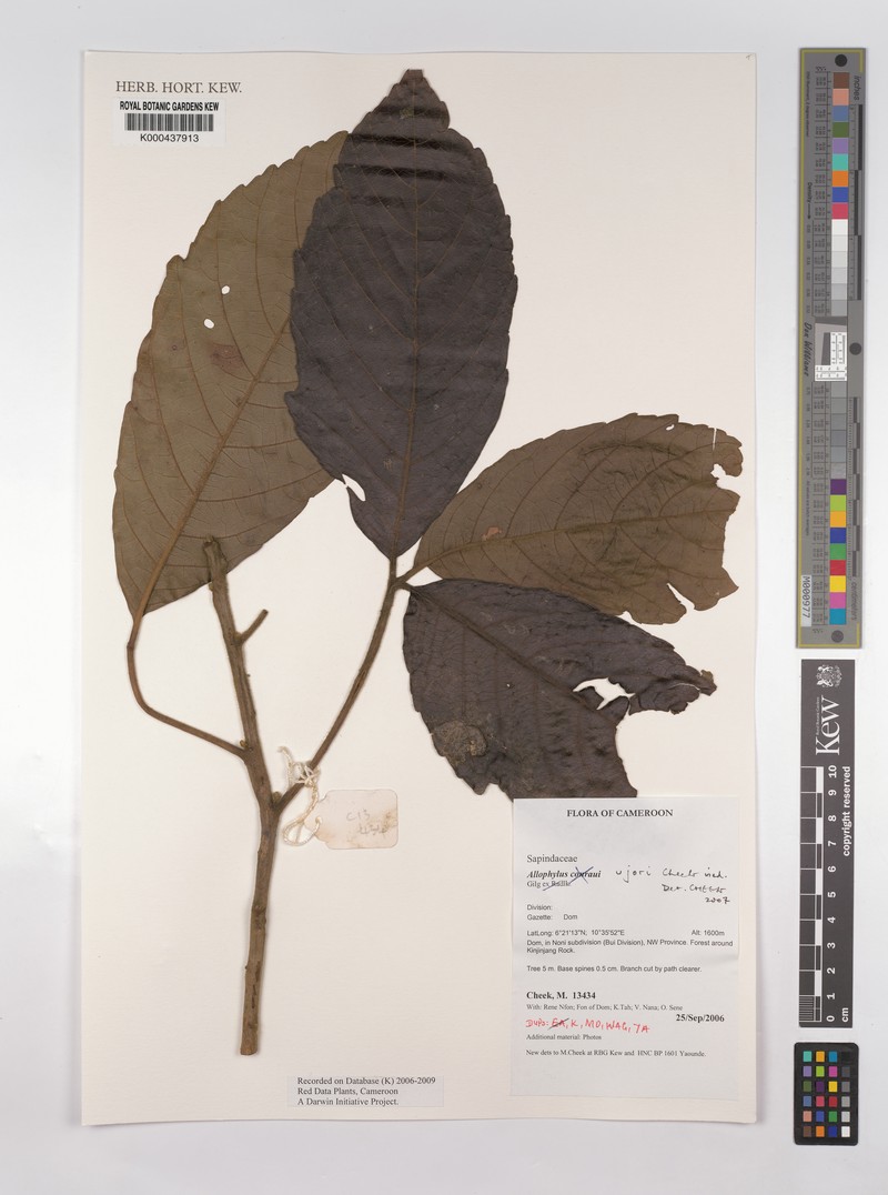 Allophylus ujori